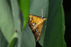 Nosophora semitritalis