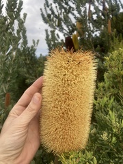 Banksia praemorsa