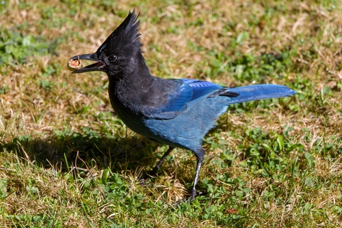 Steller's Jay