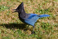 Steller's Jay photo 5