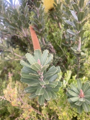 Banksia praemorsa