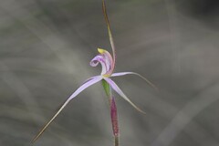 Caladenia rosella