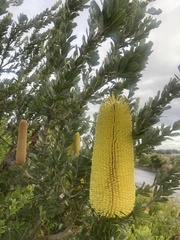 Banksia praemorsa