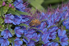Apis mellifera