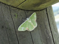 Comibaena nigromacularia