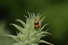 Coleoptera