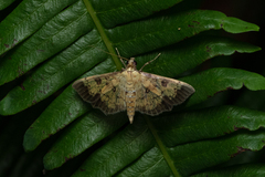 Ategumia adipalis