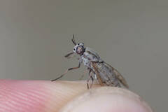 Silvius quadrivittatus