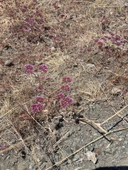 Chorizanthe douglasii