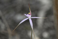 Caladenia rosella