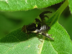 Rhagoletis pomonella