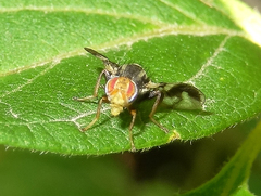 Rhagoletis pomonella