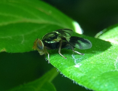 Rhagoletis pomonella
