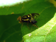 Rhagoletis pomonella