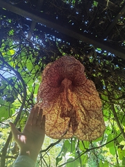 Aristolochia gigantea