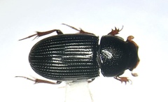 Ataenius cognatus