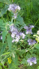 Phacelia tanacetifolia