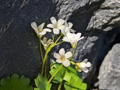 Romanzoffia sitchensis