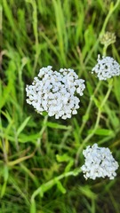 Achillea millefolium
