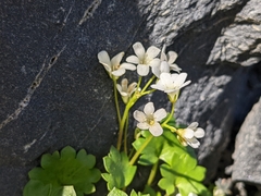 Romanzoffia sitchensis