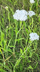 Achillea millefolium