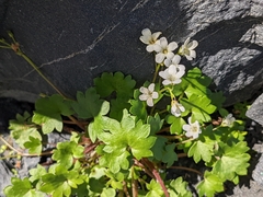 Romanzoffia sitchensis