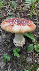 Amanita muscaria