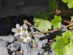 Romanzoffia sitchensis