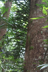 Lyriocephalus scutatus