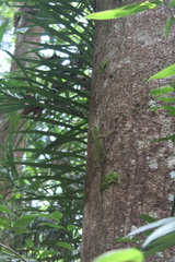 Lyriocephalus scutatus