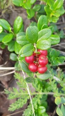 Vaccinium vitis-idaea