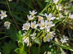 Romanzoffia sitchensis