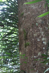 Lyriocephalus scutatus