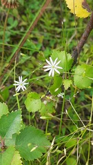 Stellaria graminea
