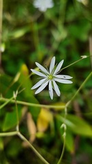 Stellaria graminea