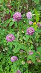 Trifolium pratense