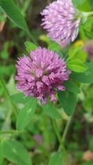 Trifolium pratense
