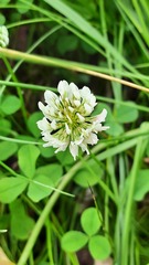Trifolium repens