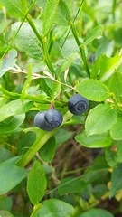 Vaccinium myrtillus