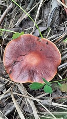 Suillus grevillei