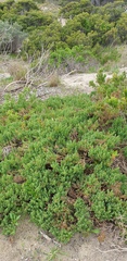 Threlkeldia diffusa