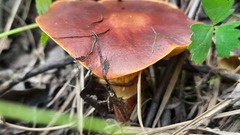 Suillus grevillei