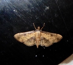 Nacoleia charesalis