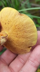Suillus grevillei