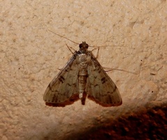 Nacoleia charesalis