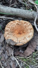 Lactarius torminosus