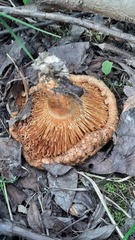 Lactarius torminosus