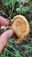 Lactarius torminosus