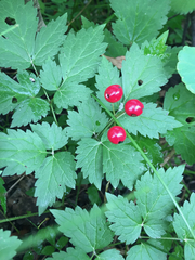 Actaea rubra rubra