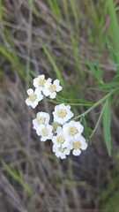 Achillea ptarmica